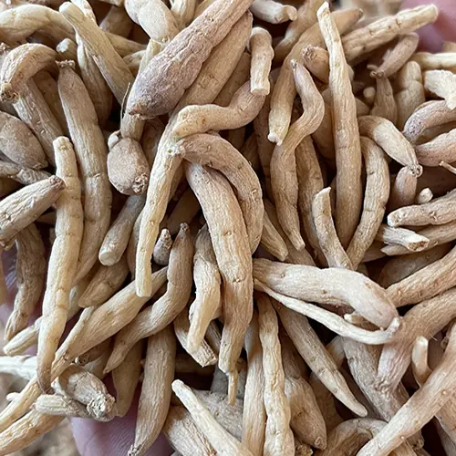 Sorted dried Prince Ginseng root for herbal formulation use