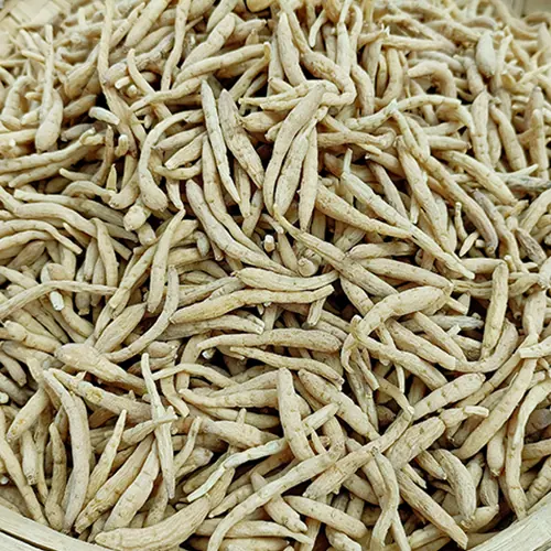 Dried Prince Ginseng root (Pseudostellaria heterophylla) macro view