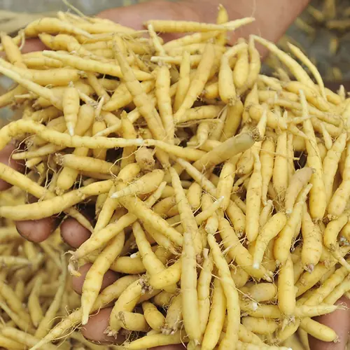 Fresh Prince Ginseng (Pseudostellaria heterophylla) roots held in hands