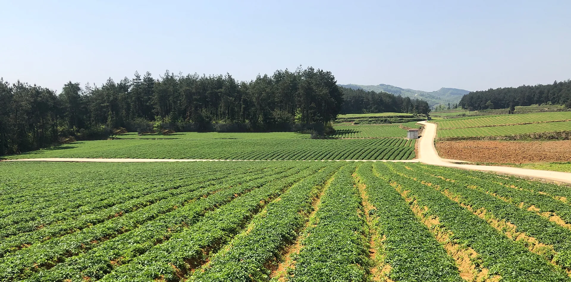 Cultivated field rows and a farm road at the Prince Ginseng growing base in Shibing, Guizhou