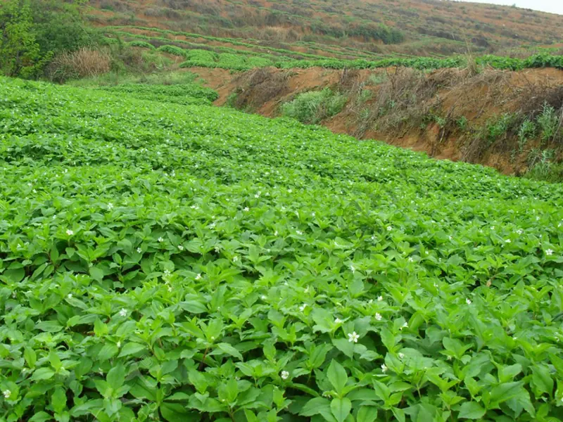 Grower inspecting Pseudostellaria heterophylla plants between rows at the Shibing base