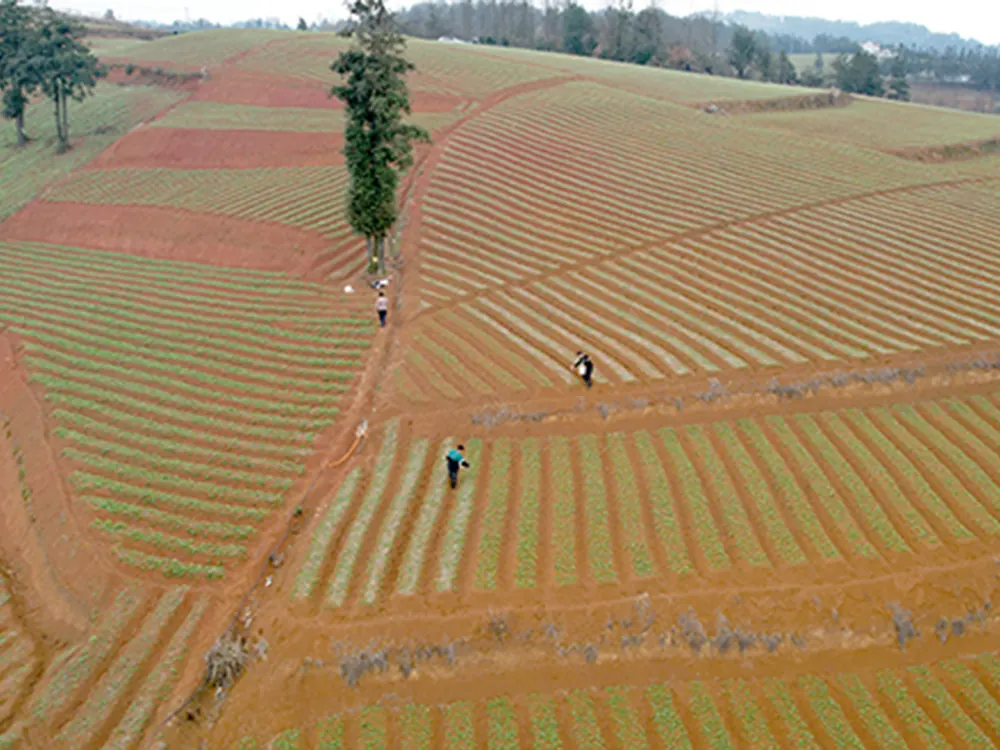 Planting rows at the Shibing Prince Ginseng growing base in Guizhou