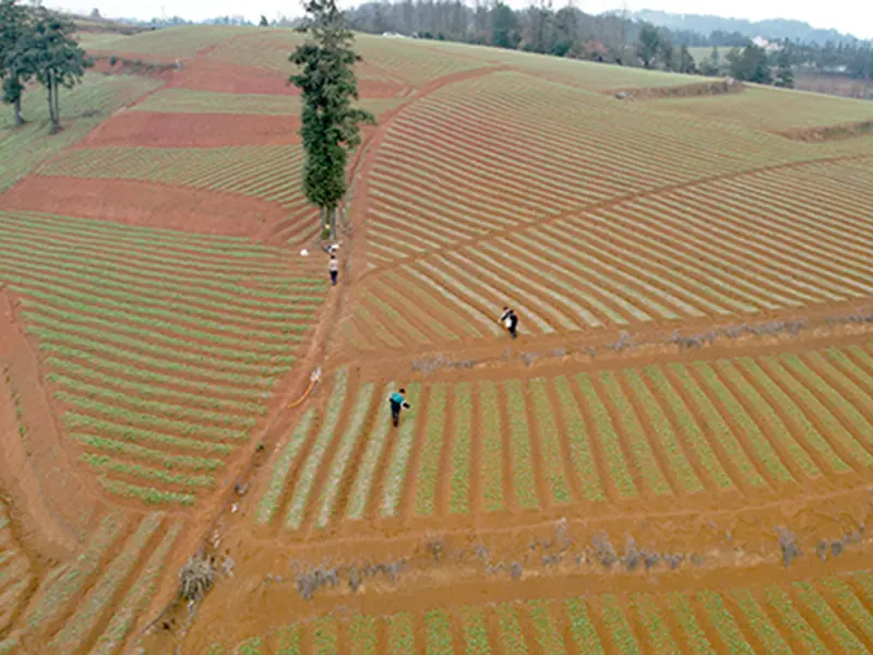 Planting rows in red mountain soil at the Shibing growing area