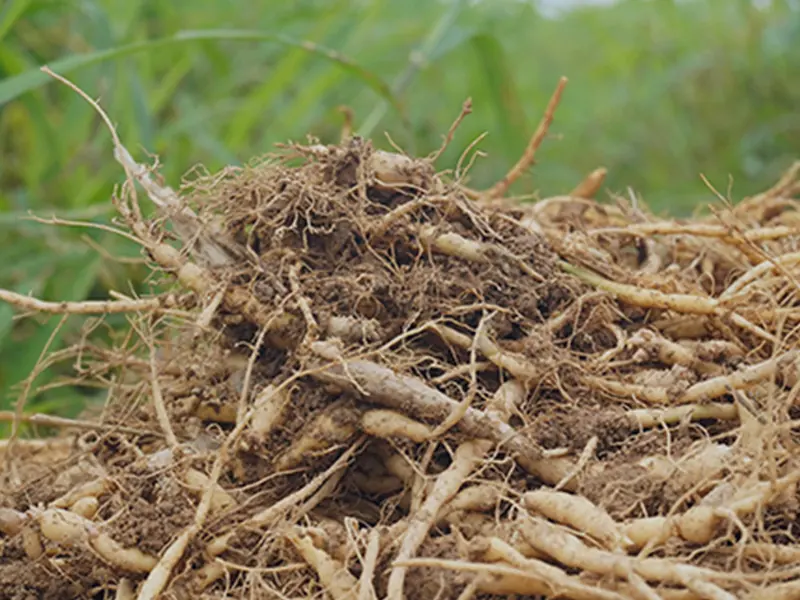 Fresh Pseudostellaria heterophylla root tubers with soil attached after harvest