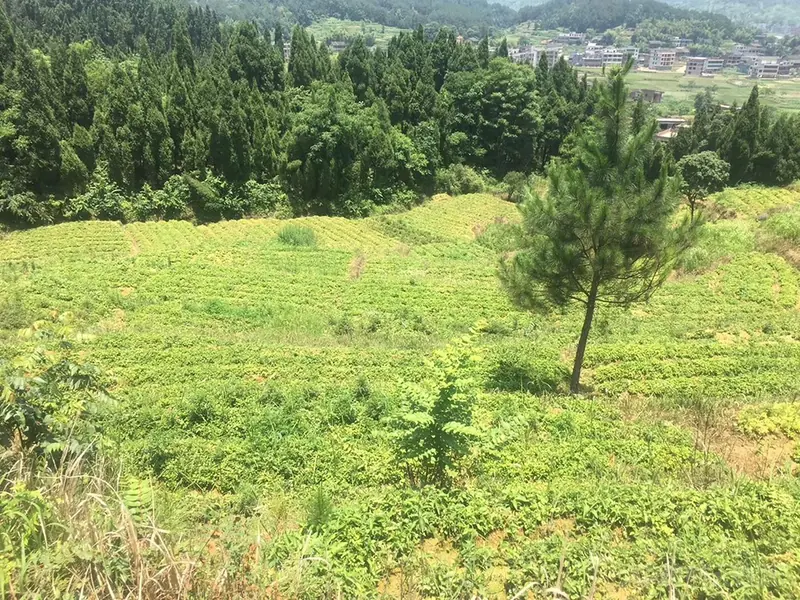 Harvest teams lifting fresh Prince Ginseng roots at the Shibing growing base