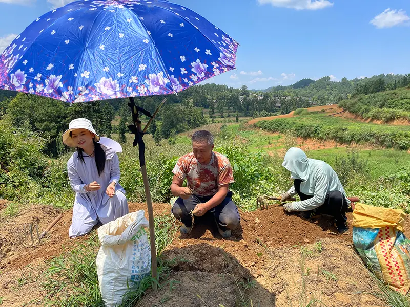 Harvest team working terraced Pseudostellaria heterophylla plots in Shibing
