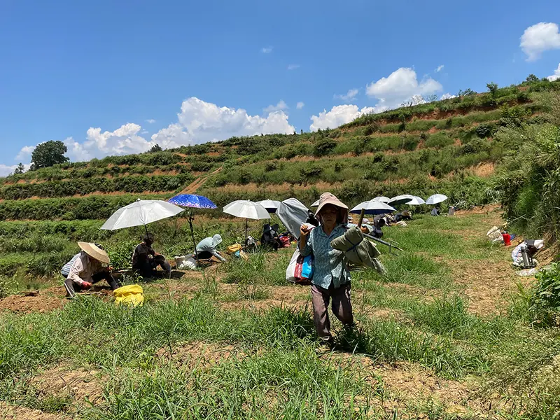 Terraced Pseudostellaria heterophylla plots on a hillside at the Shibing growing base in Guizhou