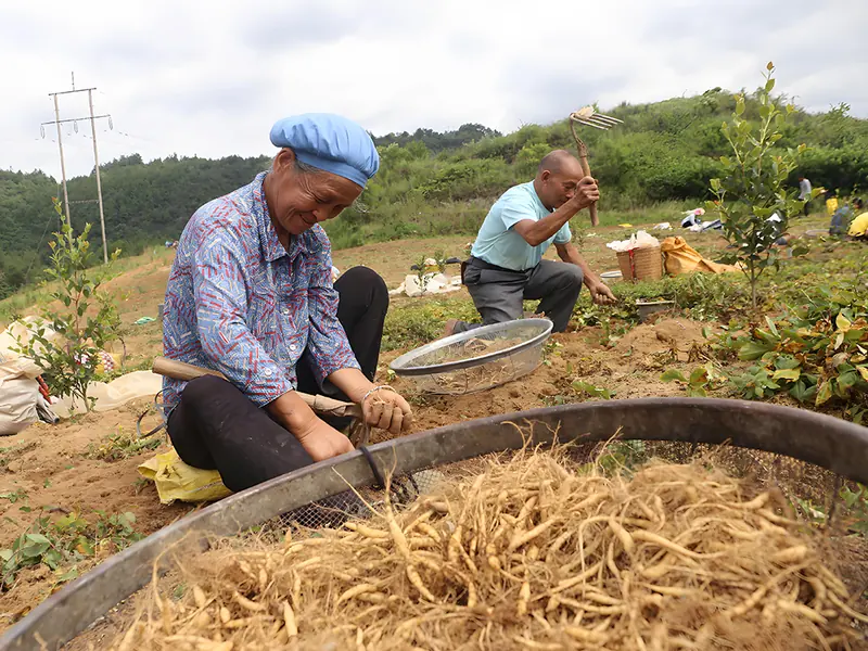 Hands cleaning freshly dug Pseudostellaria heterophylla roots in a bamboo tray
