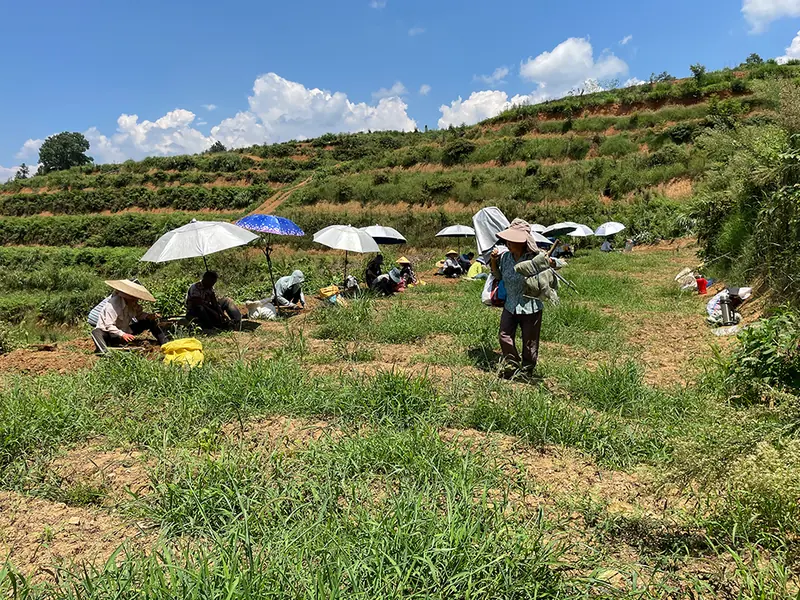Seasonal field work on terraced Pseudostellaria plots in Shibing