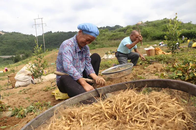 Growers hand-sorting freshly harvested Pseudostellaria heterophylla roots over sieves at the Shibing base